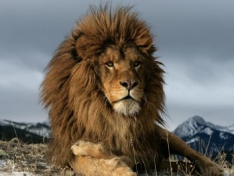 Character The (not-so) Cowardly Lion