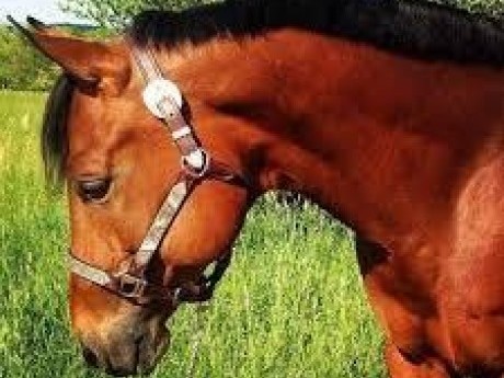 Roleplay character: Sure Hooves