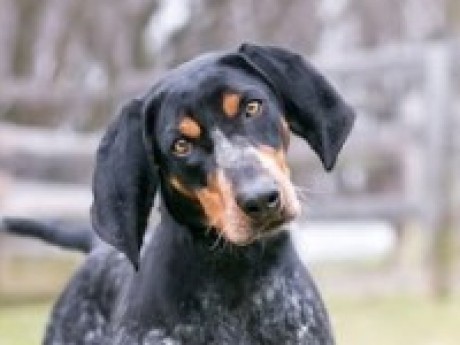 Image of Rebel