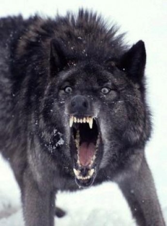Roleplay character: Dark