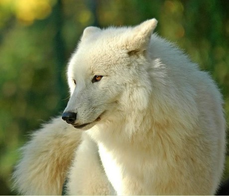 Roleplay character: Frost