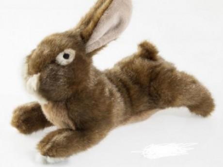Character Bunny