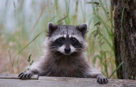 Character Gizmo aka Trash Panda