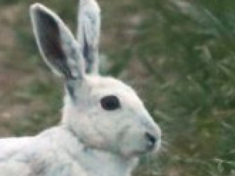 Character Bunz (NPC)