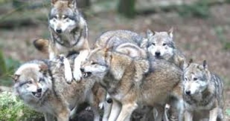Wolves own the forest play-by-post roleplaying game